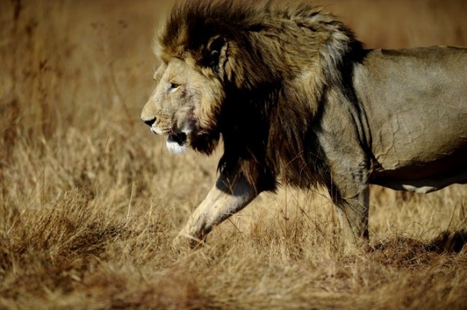 Лев прогуливается по частному Rhino and Lion Nature Reserve заповеднику в Krugersdorp, к северу от Йоханнесбурга, ЮАР, 21 июля 2010 года.