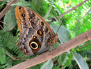 [+]  - Giant Owl Butterfly