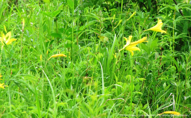 Первая летняя флора Приамурья - окончание