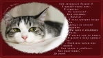 Стих любимому котёнку Стих любимому котёнку
