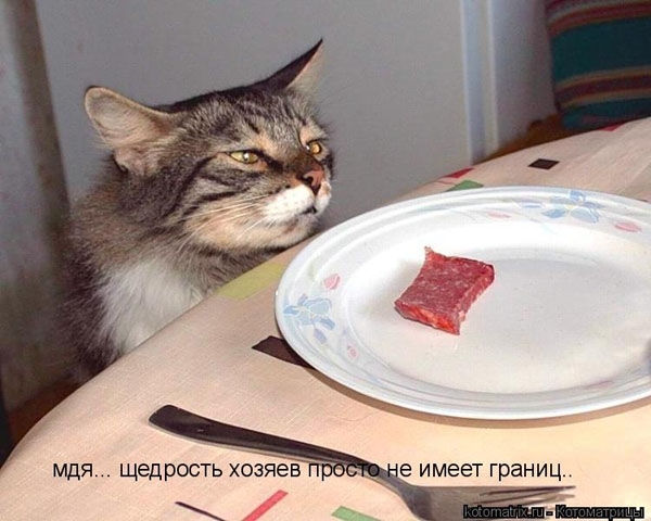 Кот и еда…