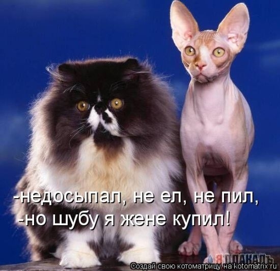Кот и еда… Кот и еда…