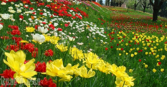 Almanya Mainau Adası, dünya üzerinde bir cennet, Almanya Konstanz Gölü Üzerinde Maina Almanya Mainau Adası, dünya üzerinde bir cennet, Almanya Konstanz Gölü Üzerinde Maina