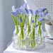 3421712_cube_spring-flowers-new-ideas-muscari1.jpg