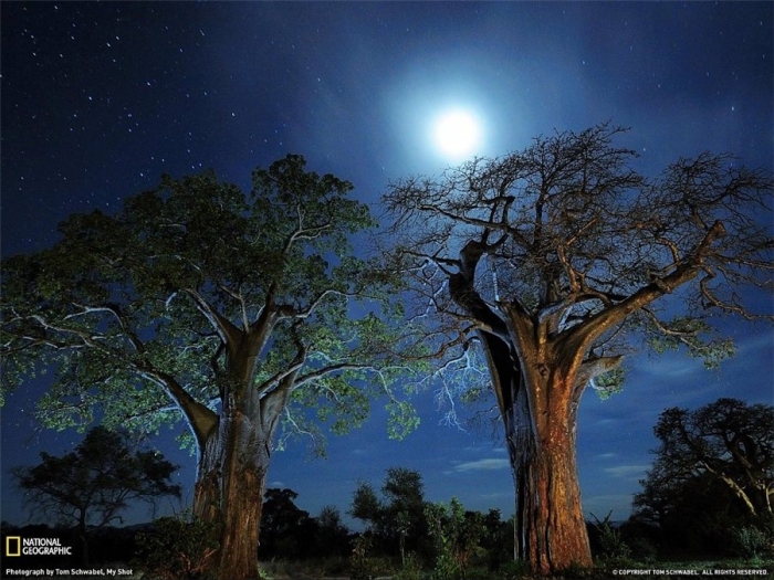 Baobab.Tanzaniya.