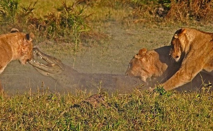 Львы против аллигатора