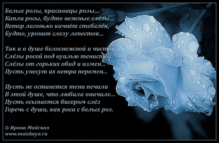 Роза Цветочный Гороскоп Мужчина Белая