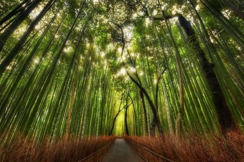 Бамбуковая тропа Сагано, расположенная в красивейшем бамбуковом лесу Сагано Арасияма в префектуре Киото.