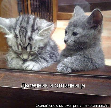 КотоМатрицы