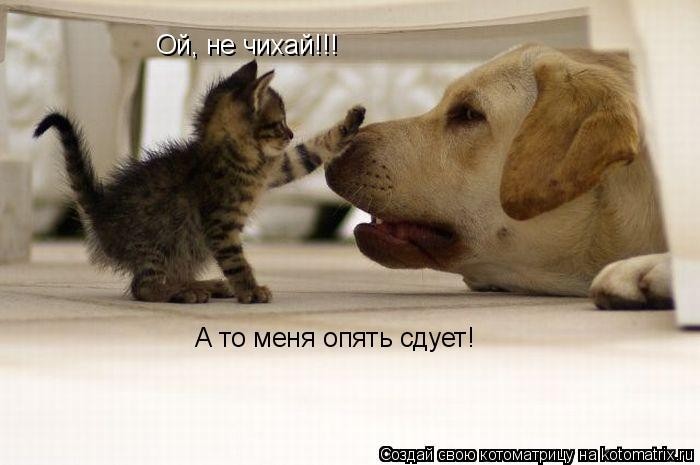 КотоМатрицы