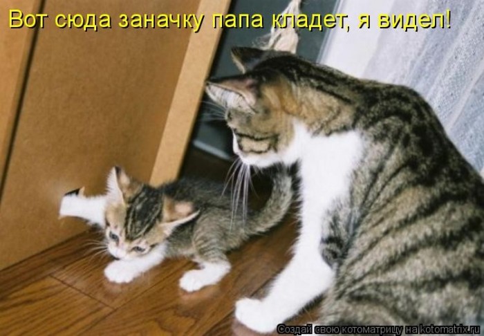 КотоМатрицы
