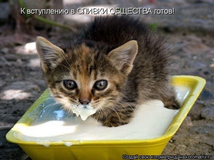 КотоМатрицы