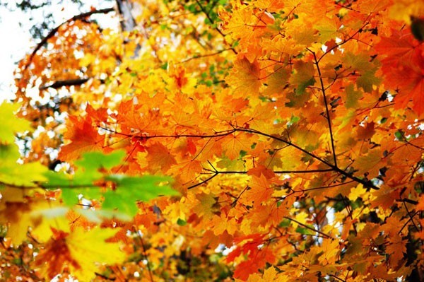 Красивая Осень