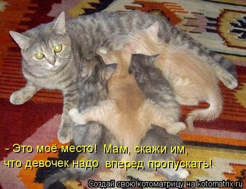 КотоМатрицы