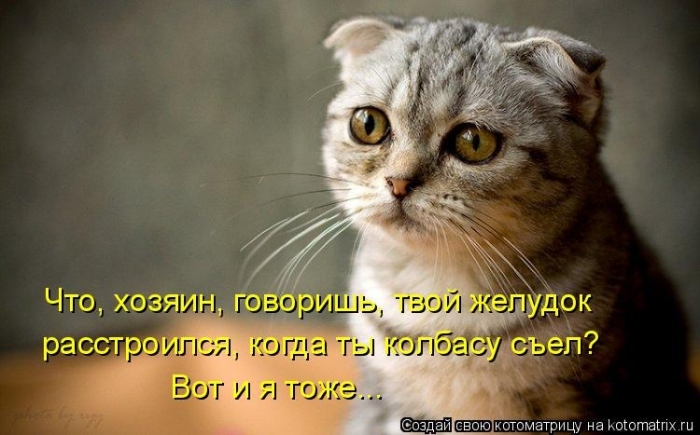 КотоМатрицы