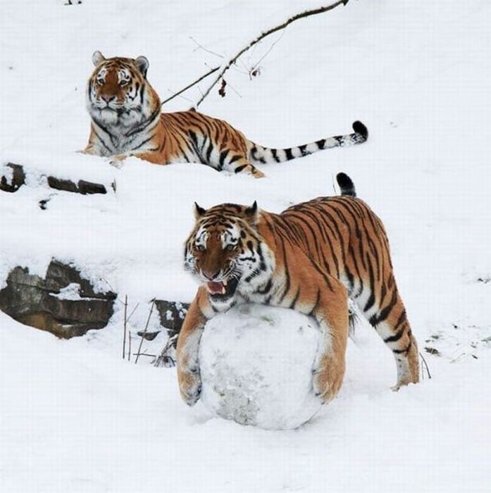 Прикольные Фотографии 