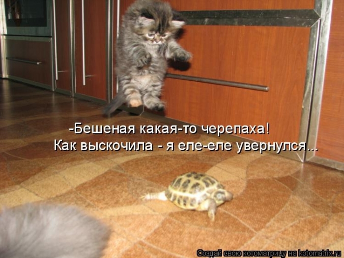 КотоМатрицы 