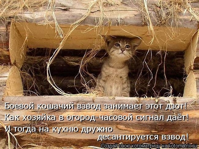 КотоМатрицы 