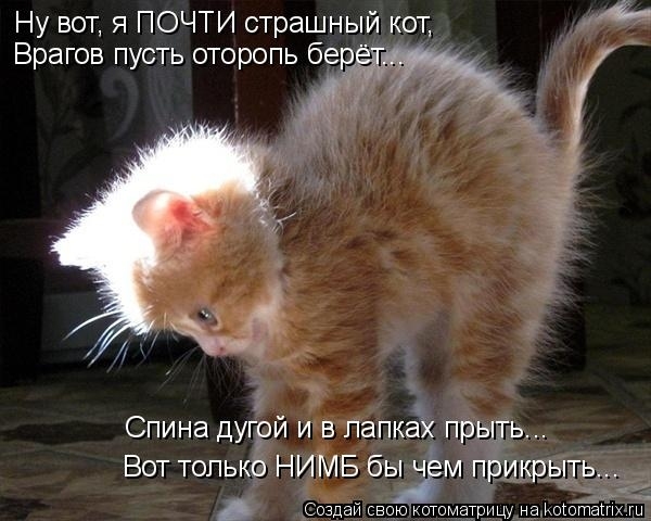 КотоМатрицы 