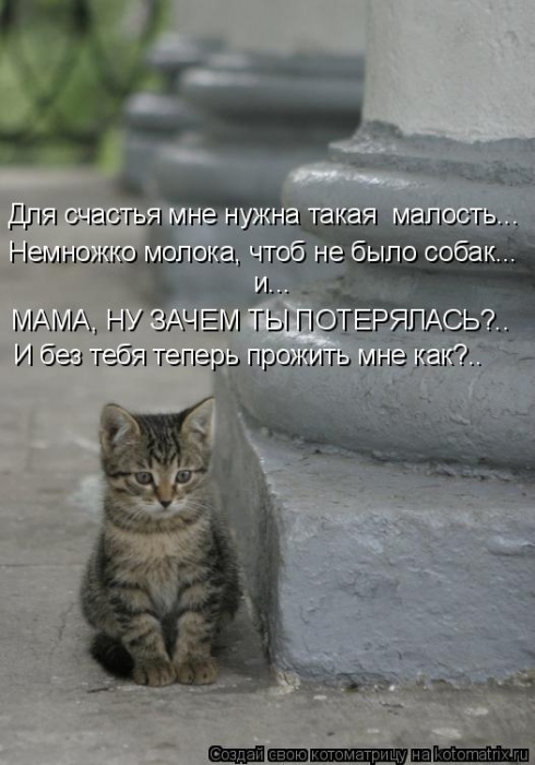 КотоМатрицы 