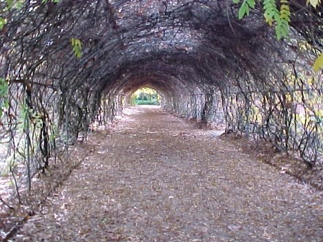 Туннели из деревьев