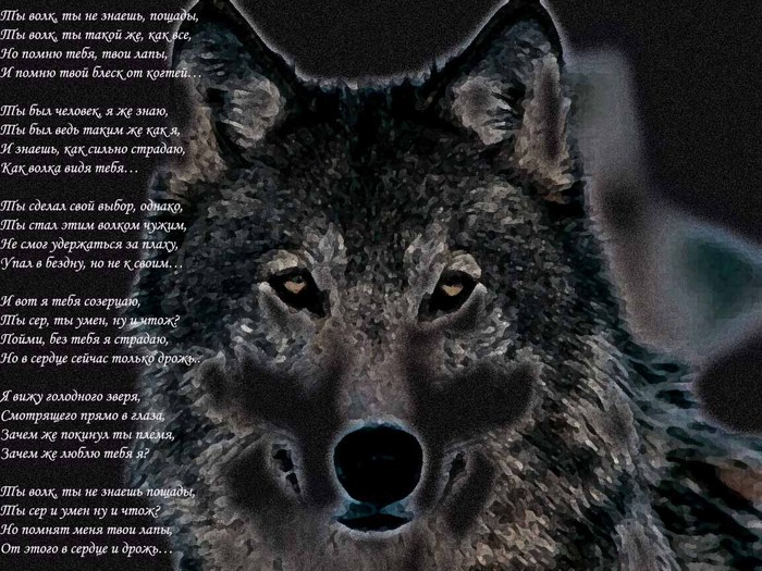 Стих быть зверем. Стих про волка. Одинокий волк стихи. Стихи про Волков. Волк с надписью.