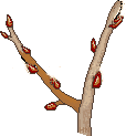 //img0.liveinternet.ru/images/attach/b/0/10774/10774465_verba.gif