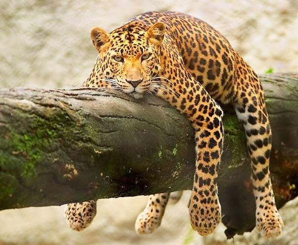 067_02_florafauna_76898 (599x491, 75Kb)