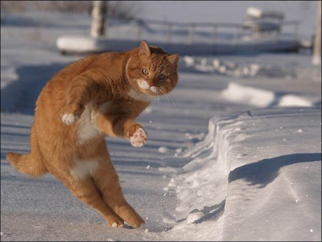  (640x480, 65Kb)