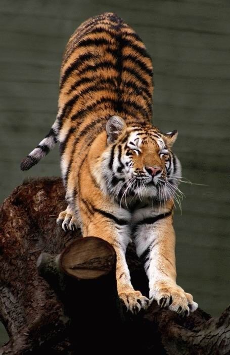  (455x700, 61Kb)
