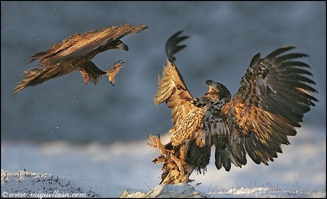  (644x393, 54Kb)