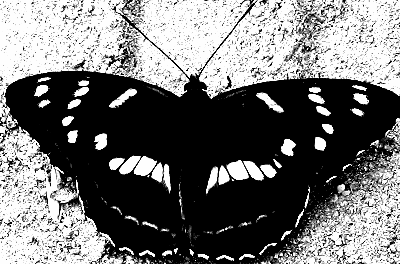  (400x264, 35Kb)