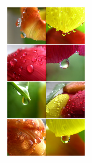 13895461_16430715_cveti675w1 (300x530, 39Kb)