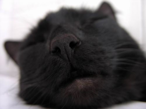  (500x375, 13Kb)
