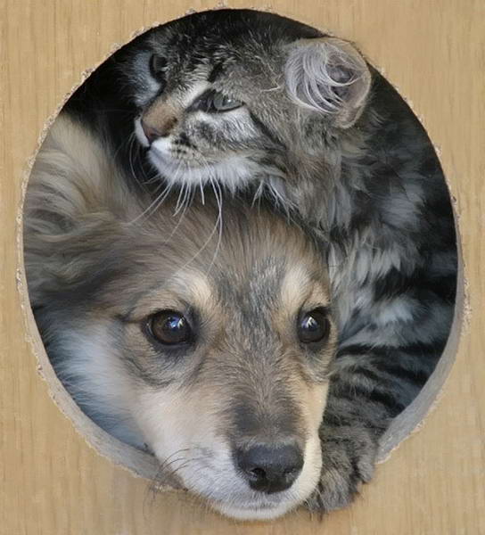  (544x600, 47Kb)