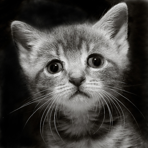  (500x500, 131Kb)