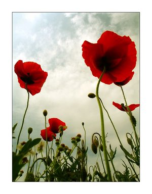 12243748_9593631 (300x384, 24Kb)