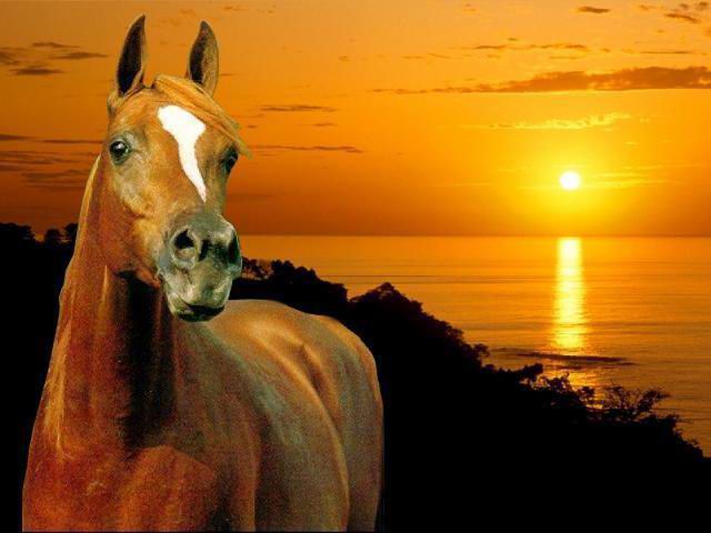  (640x480, 36Kb)