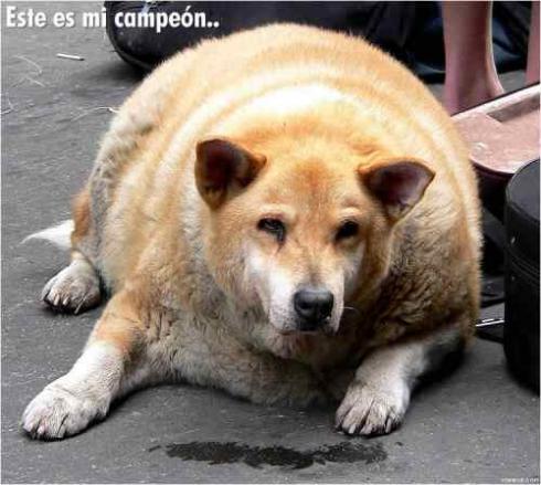  (490x439, 36Kb)