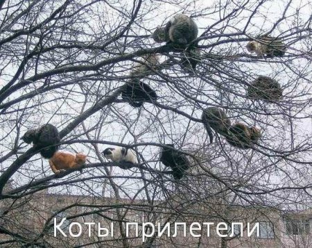  (450x357, 77Kb)