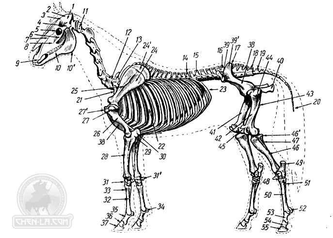 Скелет лошади картинки