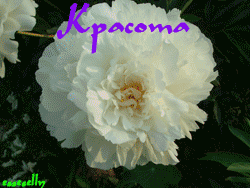  (250x188, 69Kb)