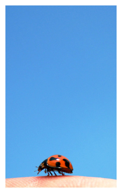  (400x630, 27Kb)