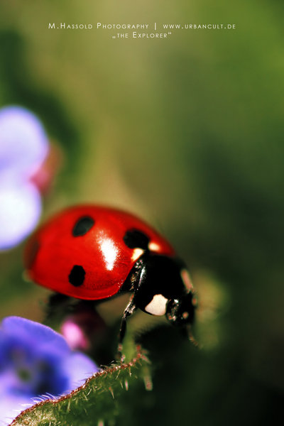  (400x600, 33Kb)