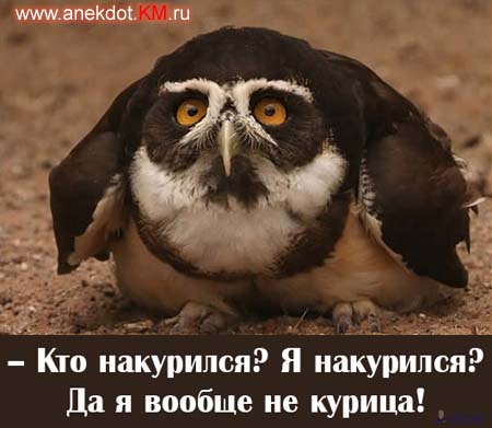 http://img0.liveinternet.ru/images/attach/b/0/20972/20972107_zakumarennuyy.jpg