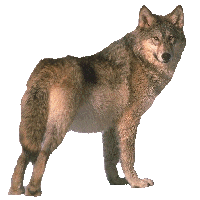 Тотемное животное волк — на грани двух миров | Характер человека с тотемом волка 21212318_19955763_photo