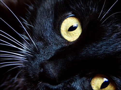  (500x375, 64Kb)