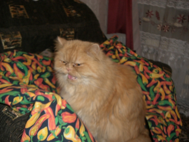  (640x480, 252Kb)