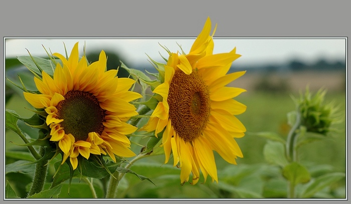  (699x407, 98Kb)