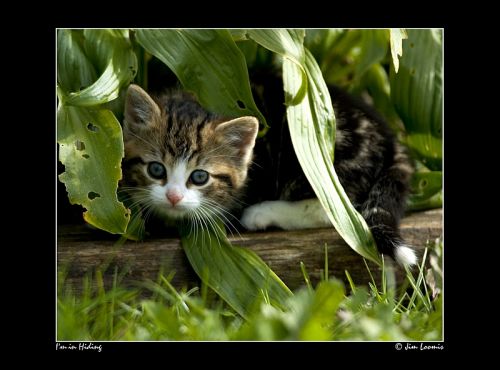  (500x370, 33Kb)